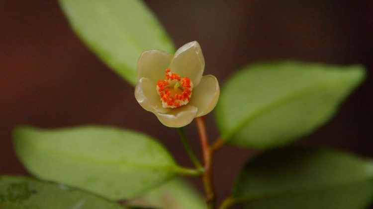 The Cleyera bokorensis, an evergreen shrub that had been misidentified in 1943, until it was re-categorized in 2021. (Shuichiro Tagane)