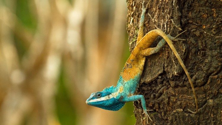 The Cambodian blue-crested agma found in the Mekong region. (Henrik Bringsoe / WWF UK)