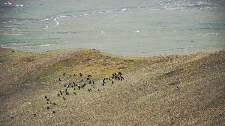 Sheep in the Mongolian steppes