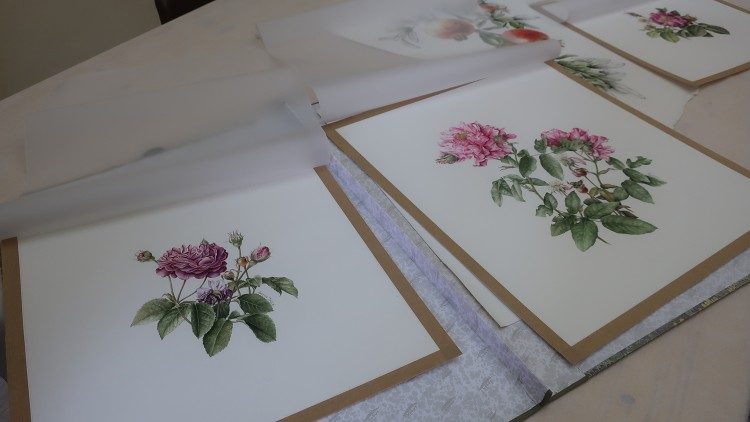 Botanical drawings created at the Monastery of Santa Cecilia in Trastevere - Photo by A. Poce