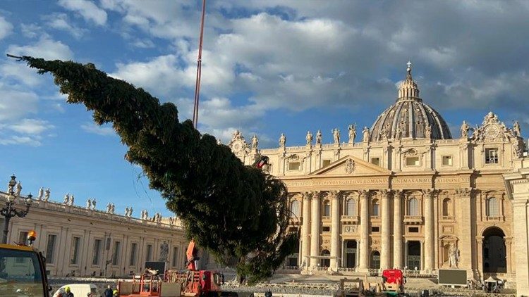 L'albero innalzato in Piazza San Pietro