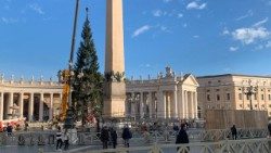 L'albero di Natale issato in Piazza San Pietro