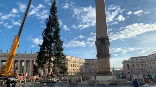 Vatikan: Weihnachtsbaum auf Petersplatz aufgestellt