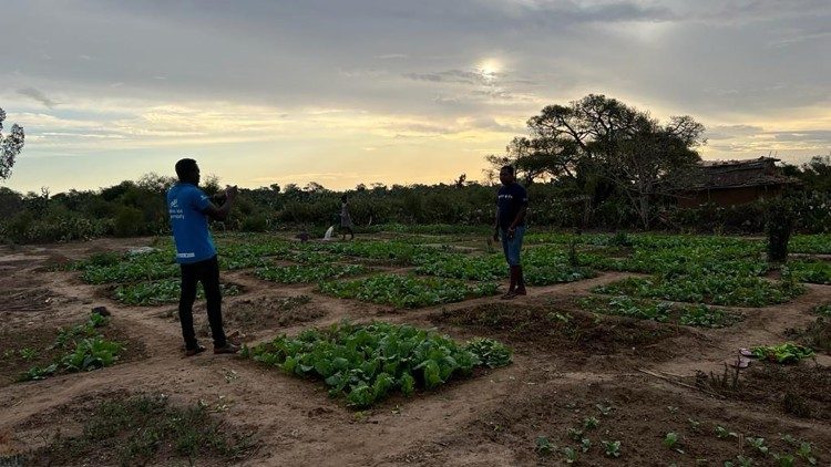 Une photo du jardin potager dans la Commune de Marolinta, Région Androy au Sud de Madagascar. Photo prise par To Filamatra/CRS