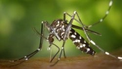 Mosquito vetor da doença de Dengue 