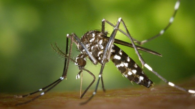 Mosquito vetor da doença de Dengue 