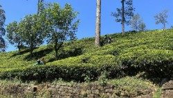 SRI LANKA, REPORTAGE nelle piantagioni di tè