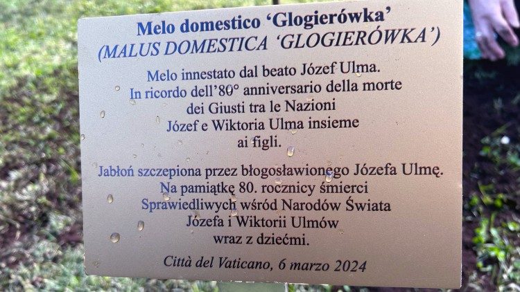 Placa para el manzano doméstico de Glogierówka